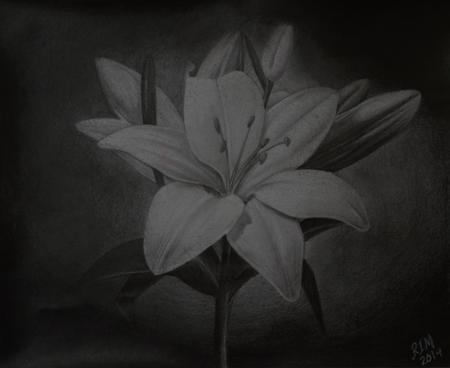 Rafael Marte - Pencil sketch - Lillies